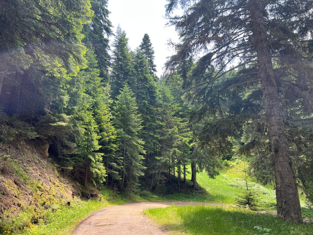 Arboro Flora Residence Studio Borovets Luaran gambar